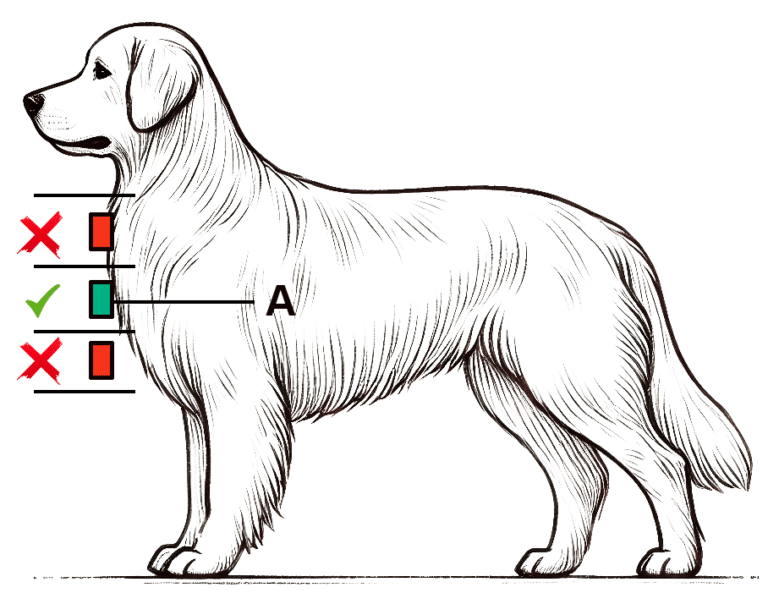 Ou placer Echo Collier pour chiens aveugles,chien aveugle,aide pour chiens malvoyants,système d’écholocalisation pour chiens aveugles,Cécité chez le chien