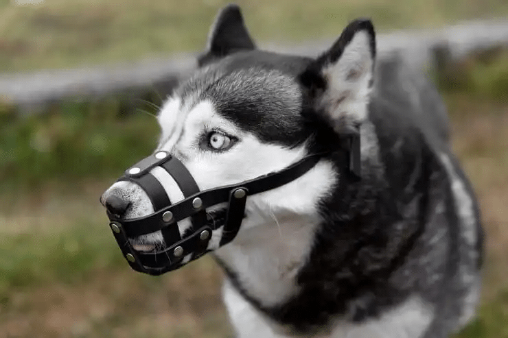 blind dog