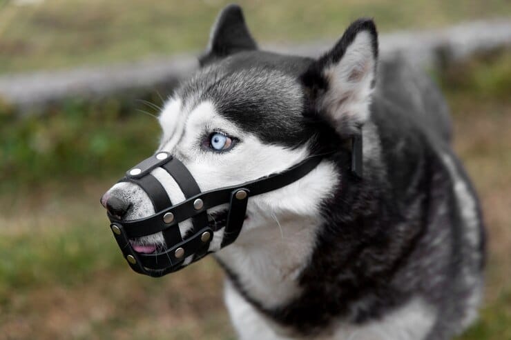 adorable husky dog with muzzle outdoors 23 2149198356 Un chien aveugle est-il malheureux