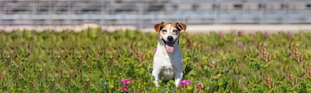 Comment aider un chien aveugle au quotidien -12 conseils pratiques pour redonner confiance à votre chien