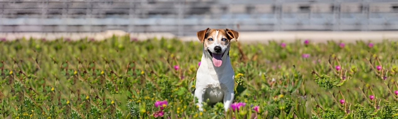 Blinder Hund – praktische Tipps für den Alltag