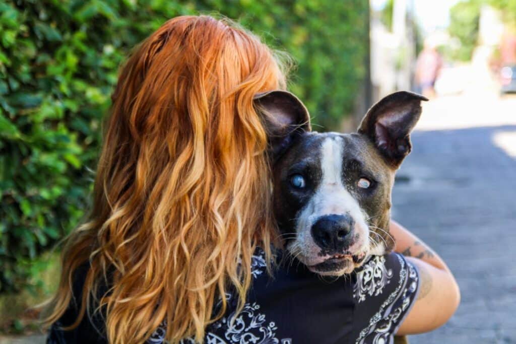 free photo of imberpets Une protection pour chien aveugle