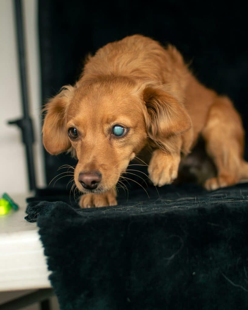 pexels eduardo lopez 242403618 16618526 Un chien aveugle est-il malheureux