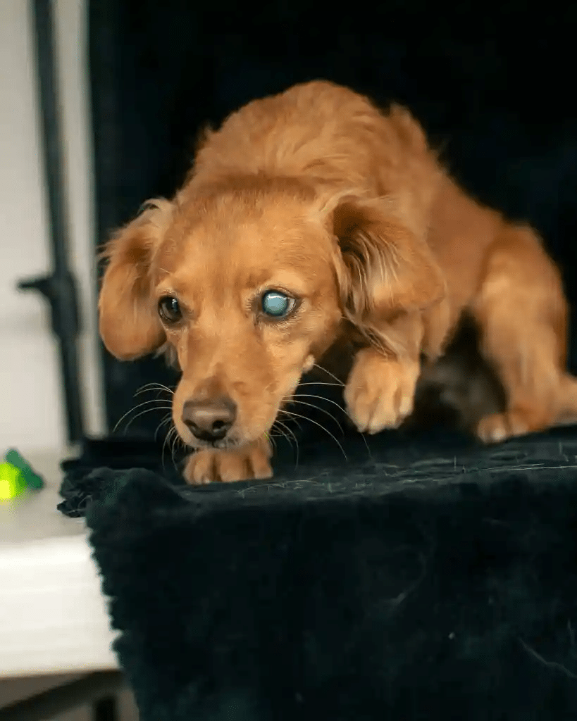 pexels eduardo lopez 242403618 16618526 scaled 1 Is a Blind Dog Unhappy