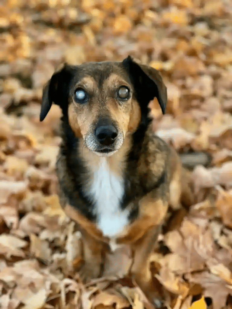 blind dog