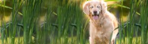 blind dog