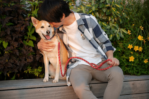 chien aveugle
