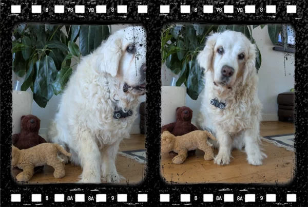 Echo Smart Activ : Dispositif d'écholocalisation pour chiens aveugles – Image 8