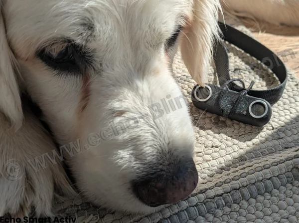 Echo Smart Activ : Dispositif d'écholocalisation pour chiens aveugles – Image 7