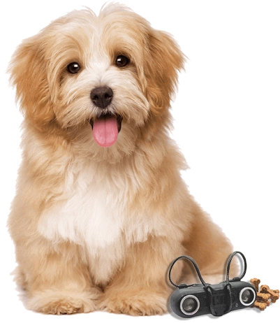 image 430 1 copie chien aveugle, blindsight, halo chien aveugle, Cécité chien, chiens malvoyants