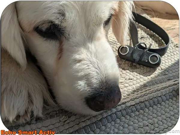 Blind dog regains confidence with echolocation