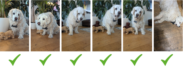 Serie di foto con segni di spunta verdi che mostrano un cane anziano in varie posizioni (seduto, in piedi, sdraiato) con il dispositivo Echo correttamente fissato al collare, a dimostrazione della stabilità del sensore durante qualsiasi attività.